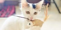 【乐妈教学】被猫咬爆怎麽办 ? 幼猫篇|猫咪爱咬人吗?常常被抓伤吗?