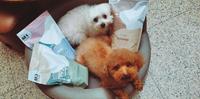 阿宝Abao超用心的宝贝拌饭犬粮,毛孩的健康新观念 feat.Mei12y Yuki8y