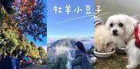 【露营】新竹┃与毛孩一起在森林露营┃宠物友善露营区┃高海拔森林营地┃牧羊小豆子