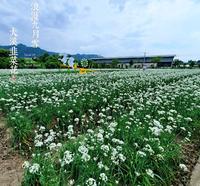 ?期间限定?浪漫九月雪/大溪韭菜花季/吃总统级美食《经国面》