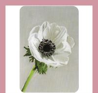 【每日花语】银莲花(Anemone):期待-《Floriography》