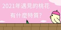 【塔罗占卜】2021年遇见的桃花有什麽特质-牌卡4选1