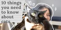 ［新手猫奴］请查看养猫说明书。