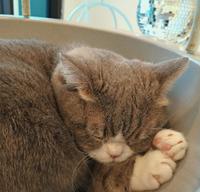宜兰罗东 猫咪咖啡厅