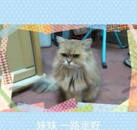 亲爱的妹妹【波斯猫】想念你了