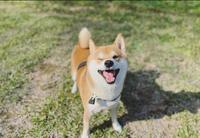 你还认为柴柴好可爱?不要被他们的外表骗了!一起来揭露柴犬的恶习吧!!!