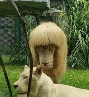 杭杭只给自己做发型的发型“狮”