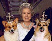 看到柯基诱人的性感翘臀，终于知道英国女王为何对它始终如一了