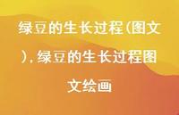 绿豆的生长过程图文绘画【100句文案精选】 绿豆的生长过程图文绘画【100句文案精选】