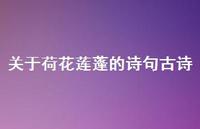 关于荷花莲蓬的诗句古诗(精选67句) 关于荷花莲蓬的诗句古诗(精选67句)