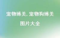 宠物狗博美图片大全【精选100句】 宠物狗博美图片大全【精选100句】