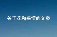 关于花和感情的文案【100句精选短句合集】 关于花和感情的文案【100句精选短句合集】
