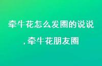 牵牛花朋友圈(100句)