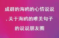 关于海鸥的唯美句子的说说朋友圈(100句)