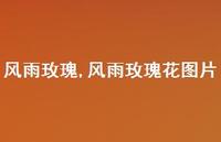 风雨玫瑰花图片【精品文案100句】