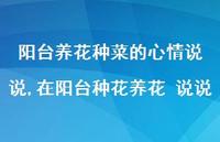 在阳台种花养花 说说(100句)