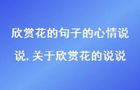 关于欣赏花的说说(100句) 关于欣赏花的说说(100句)