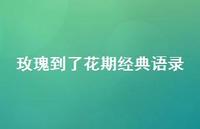 玫瑰到了花期经典语录【100句精选短句合集】 玫瑰到了花期经典语录【100句精选短句合集】
