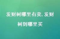 发财树到哪里买(100句)