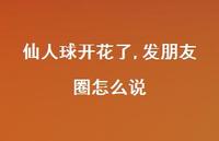 仙人球开花了,发朋友圈怎么说【100句精选短句合集】
