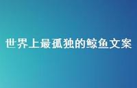 世界上最孤独的鲸鱼文案【100句精选短句合集】