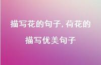 荷花的描写优美句子【100句文案精选】