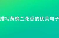 描写黄桷兰花香的优美句子【100句精选短句合集】