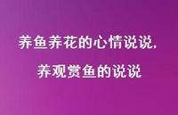 养观赏鱼的说说(100句)