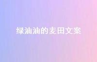 绿油油的麦田文案【100句精选短句合集】