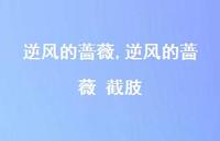 逆风的蔷薇 截肢【精品文案100句】 逆风的蔷薇 截肢【精品文案100句】