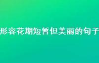 形容花期短暂但美丽的句子51句汇总