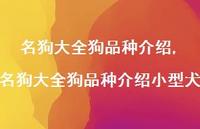 名狗大全狗品种介绍小型犬【精选100句】 名狗大全狗品种介绍小型犬【精选100句】