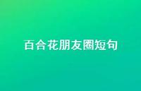 百合花朋友圈短句(精选55句)