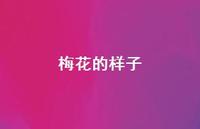 梅花的样子41句汇总