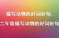 二年级描写动物的好词好句【100句文案精选】