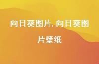 向日葵图片壁纸【100句文案】