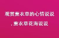 薰衣草花海说说(100句) 薰衣草花海说说(100句)
