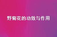 野菊花的功效与作用61句汇总 野菊花的功效与作用61句汇总