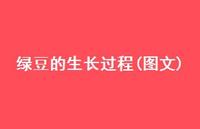 绿豆的生长过程(图文)56句汇总 绿豆的生长过程(图文)56句汇总