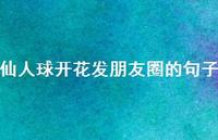 仙人球开花发朋友圈的句子【100句精选短句合集】