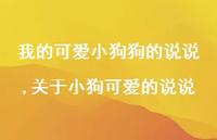 关于小狗可爱的说说(100句) 关于小狗可爱的说说(100句)