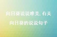 有关向日葵的说说句子【100句文案】 有关向日葵的说说句子【100句文案】