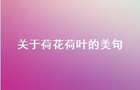 关于荷花荷叶的美句(精选71句)