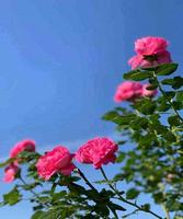 春天时候的蔻丹，长在我心尖尖上，蔻丹添妩媚，罗珮绕朦胧