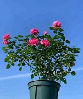 春天时候的蔻丹，长在我心尖尖上，蔻丹添妩媚，罗珮绕朦胧