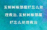 发财树根部腐烂怎么处理救治(100句) 发财树根部腐烂怎么处理救治(100句)