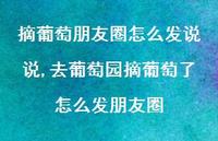 去葡萄园摘葡萄了怎么发朋友圈【精选100句】 去葡萄园摘葡萄了怎么发朋友圈【精选100句】