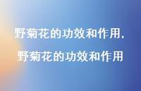 野菊花的功效和作用【100句文案精选】