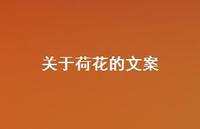 关于荷花的文案【100句精选短句合集】