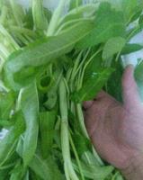 每日生活菜篮子之空心菜 每日生活菜篮子之空心菜
